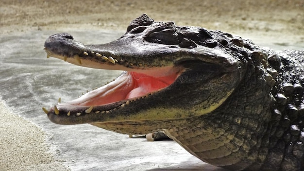 Prossimo piano del coccodrillo sulla riva