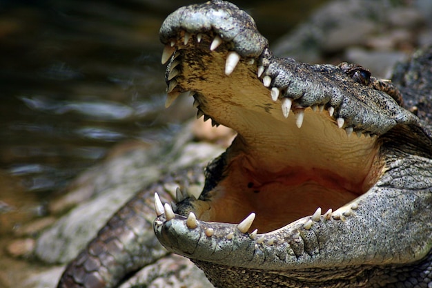Prossimo piano del coccodrillo