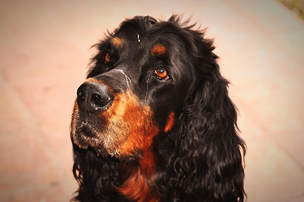 Prossimo piano del cocker spaniel nero
