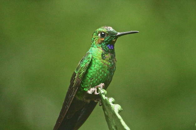 Prossimo piano del colibrì verde