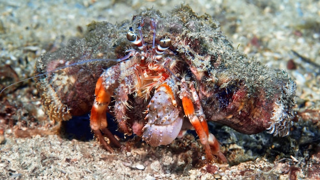 Prossimo piano del corallo in mare