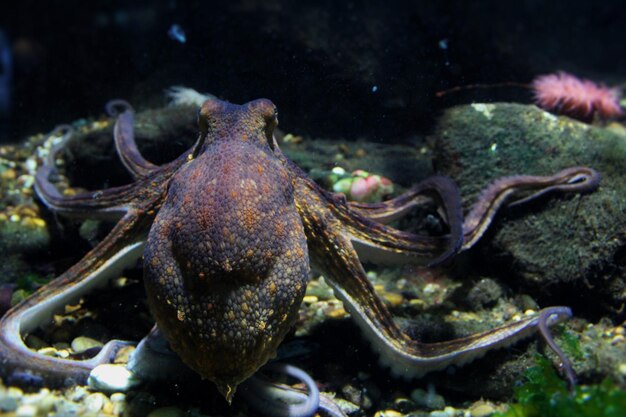 Prossimo piano del corallo in mare