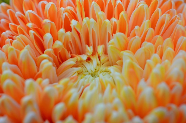 Prossimo piano del fiore d'arancia