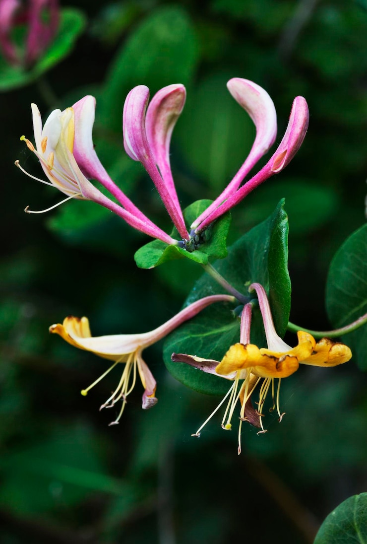 Foto prossimo piano del fiore di cappuccio