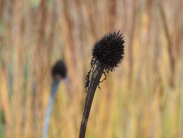 Prossimo piano del fiore di cardo