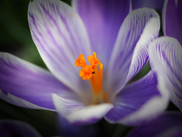 Prossimo piano del fiore di crocus viola