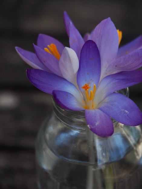 Prossimo piano del fiore di crocus viola