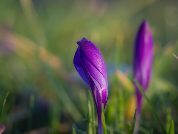 Prossimo piano del fiore di crocus viola