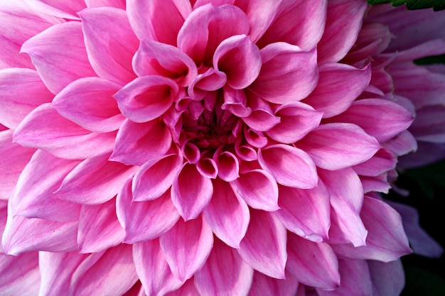 Prossimo piano del fiore di dahlia rosa