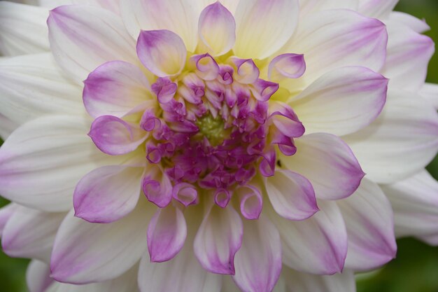 Prossimo piano del fiore di dahlia rosa