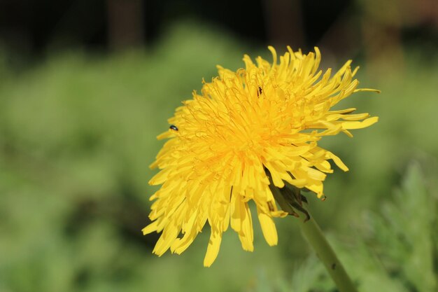 Prossimo piano del fiore di dente di leone giallo