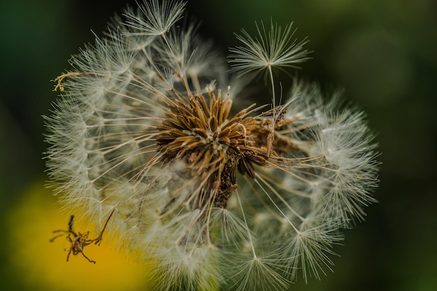 Prossimo piano del fiore di dente di leone