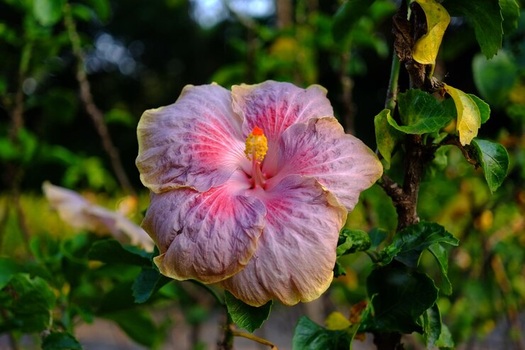 Foto prossimo piano del fiore di ibisco