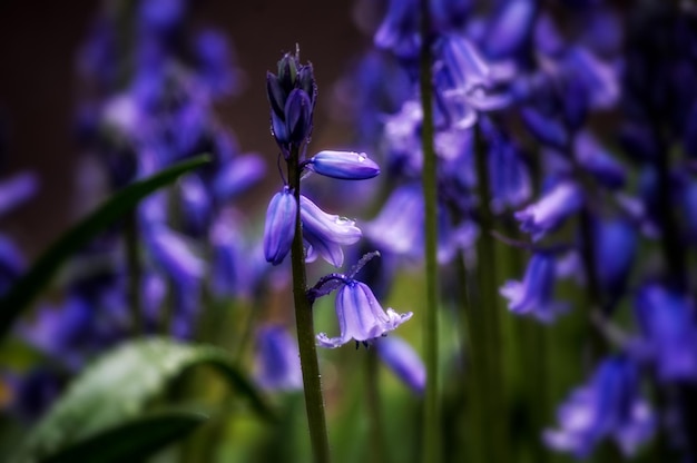 Prossimo piano del fiore di iris viola