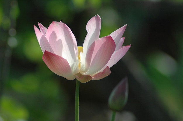 Prossimo piano del fiore di loto