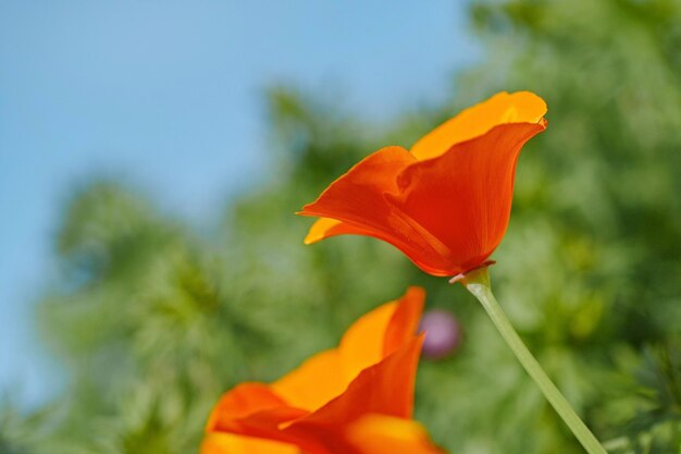 Prossimo piano del fiore di papavero arancione