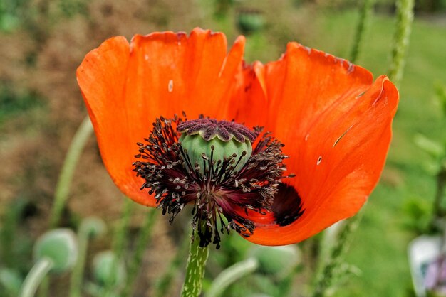 Prossimo piano del fiore di papavero rosso