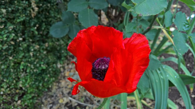 Prossimo piano del fiore di papavero rosso