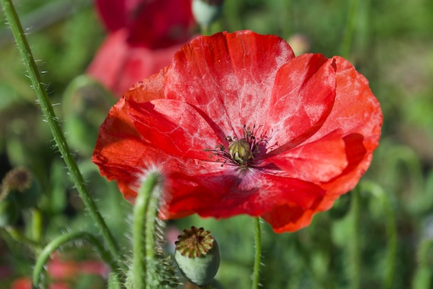 Prossimo piano del fiore di papavero rosso