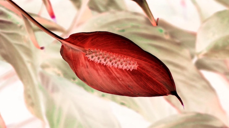 Foto prossimo piano del fiore di rosa rossa