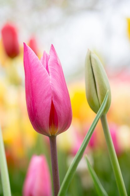 Prossimo piano del fiore di tulipano rosa