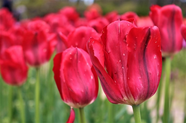 Prossimo piano del fiore di tulipano rosso nel campo