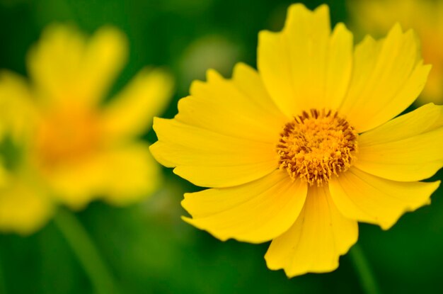 Prossimo piano del fiore giallo del cosmo