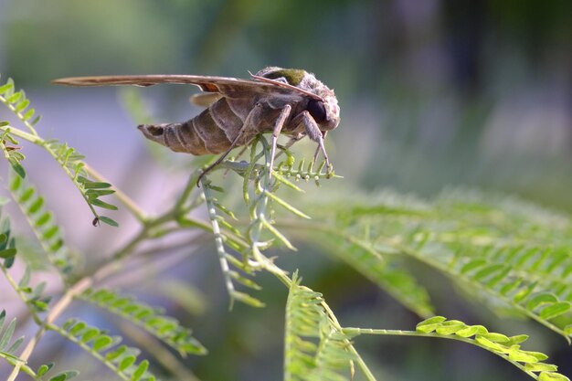 Prossimo piano del fiore sulla pianta