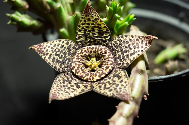 Prossimo piano del fiore sulla pianta