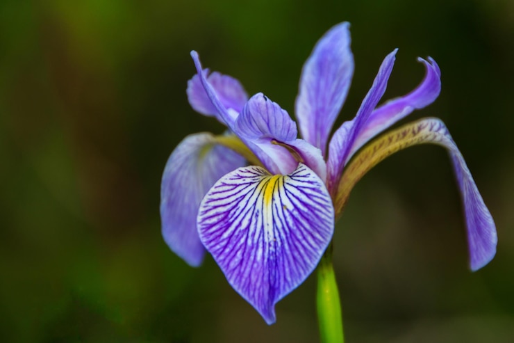 Foto prossimo piano del fiore viola