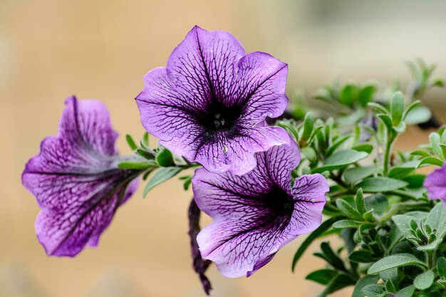 Prossimo piano del fiore viola