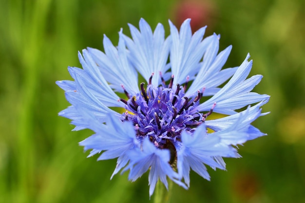 Prossimo piano del fiore viola