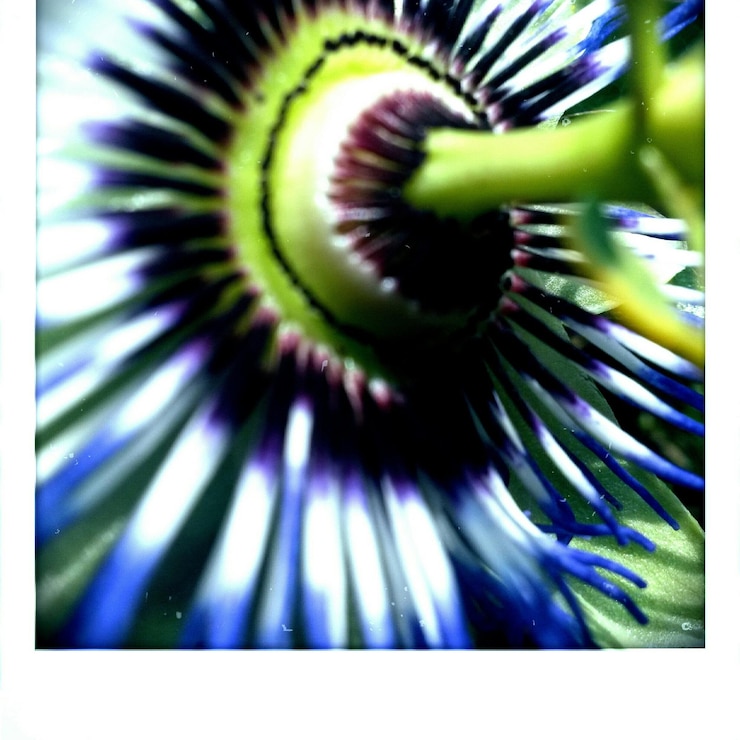 Foto prossimo piano del fiore viola