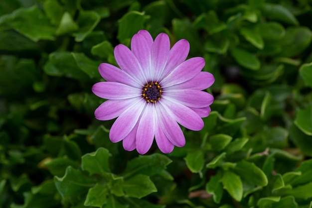 Prossimo piano del fiore viola