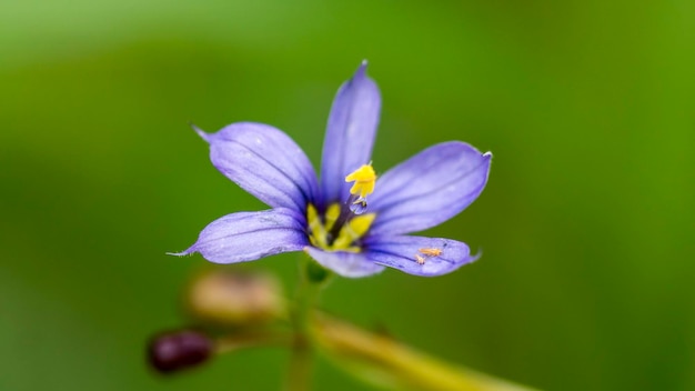 Prossimo piano del fiore viola