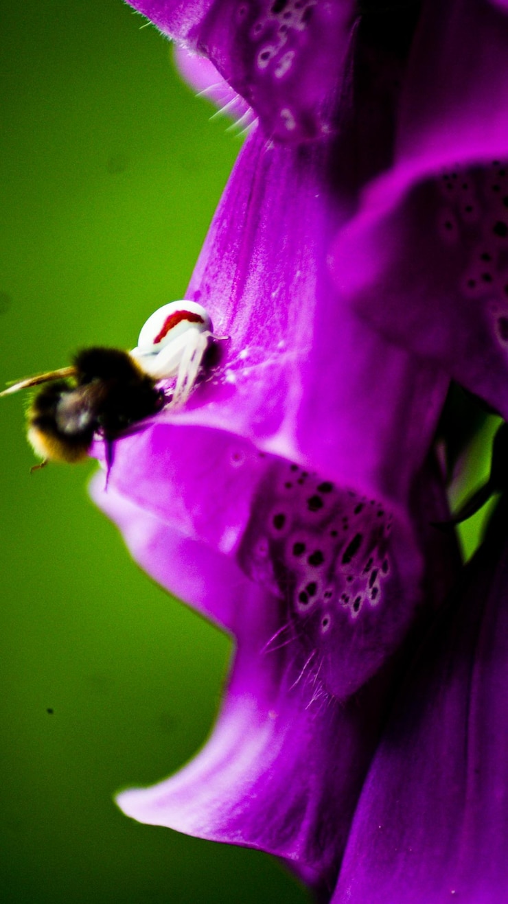 Foto prossimo piano del fiore viola