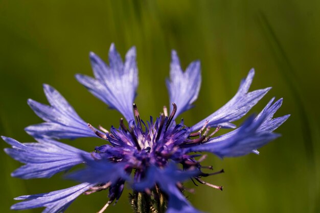 Prossimo piano del fiore viola