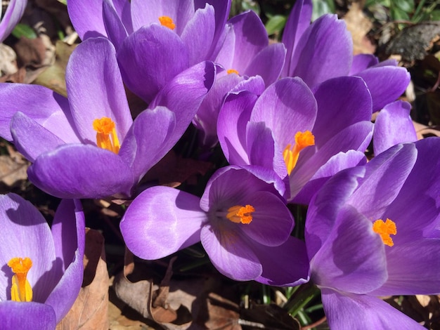 Prossimo piano del fiore viola