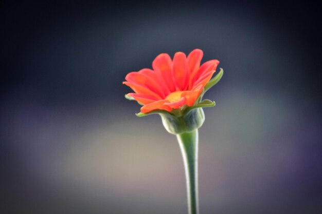 Prossimo piano del fiore