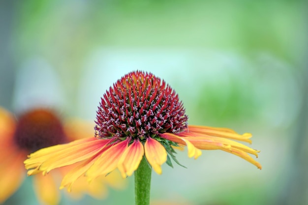 Prossimo piano del fiore