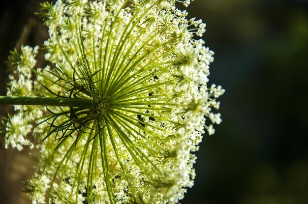 Prossimo piano del fiore