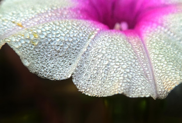 Prossimo piano del fiore