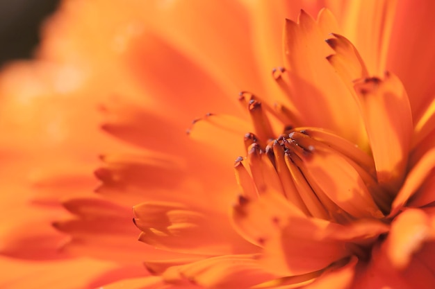 Prossimo piano del fiore