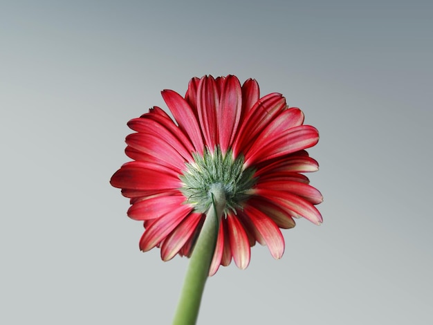 Prossimo piano del fiore