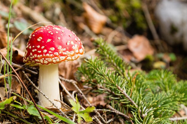 Prossimo piano del fungo agarico a mosca sul campo