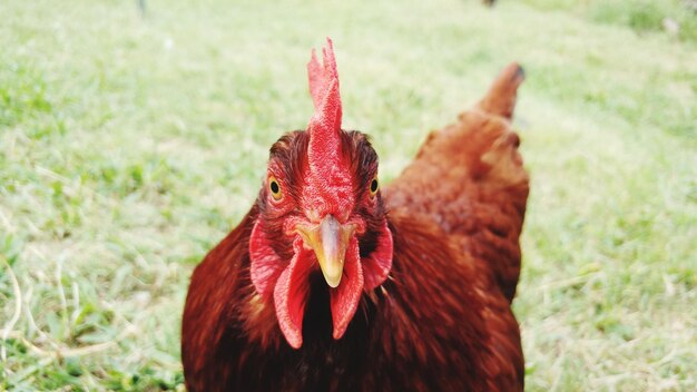 Prossimo piano del gallo sul campo