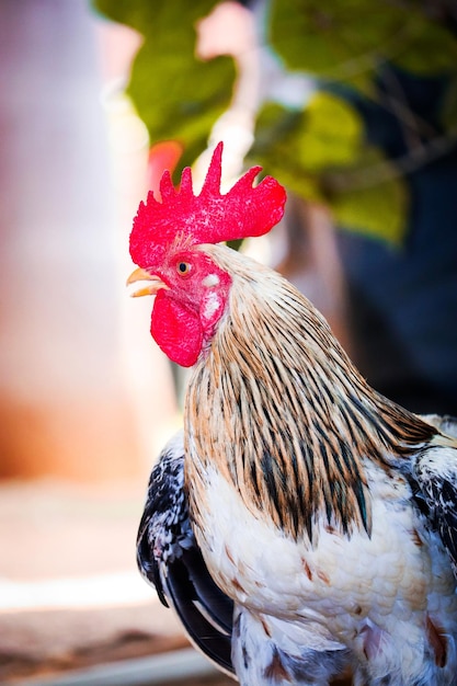 Prossimo piano del gallo