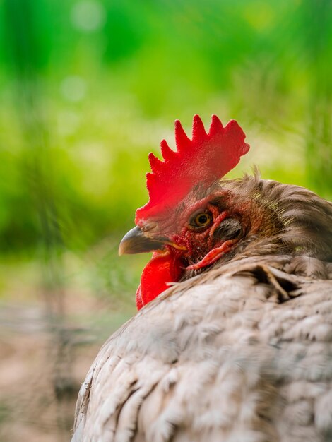 Prossimo piano del gallo