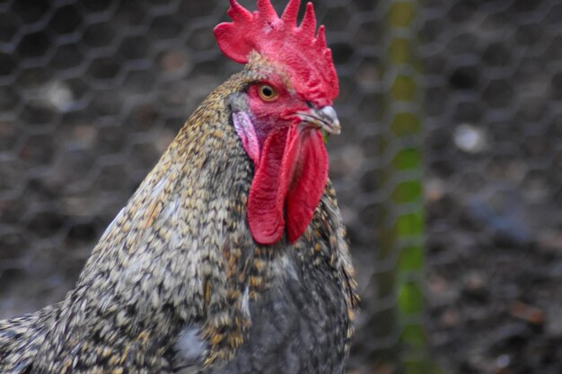 Prossimo piano del gallo