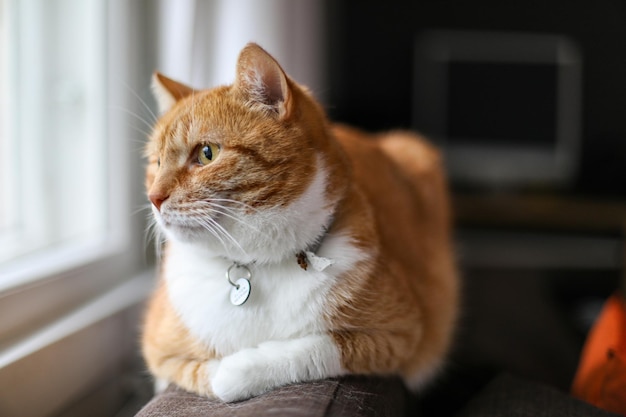 Prossimo piano del gatto a casa